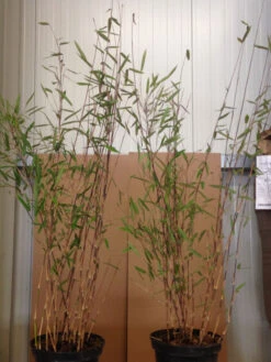 Fargesia Nitida 'Black Pearl' - Glänzender Schirm-Bambus -Gartenbedarfs Geschäft black pearl pflanze 1280x1280