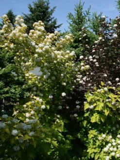 Physocarpus Opulifolius 'Darts Gold', Gelbe Blasenspiere -Gartenbedarfs Geschäft blasenspiere gelb 1280x1280