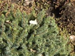 Picea Glauca 'Echiniformis', Blaue Igel-Fichte 3 Picea Glauca 'Echiniformis', Blaue Igel-Fichte -Gartenbedarfs Geschäft blaue igel fichte 1280x1280