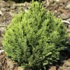 Chamaecyparis Lawsoniana 'Minima Glauca', Blaue Zwergzypresse