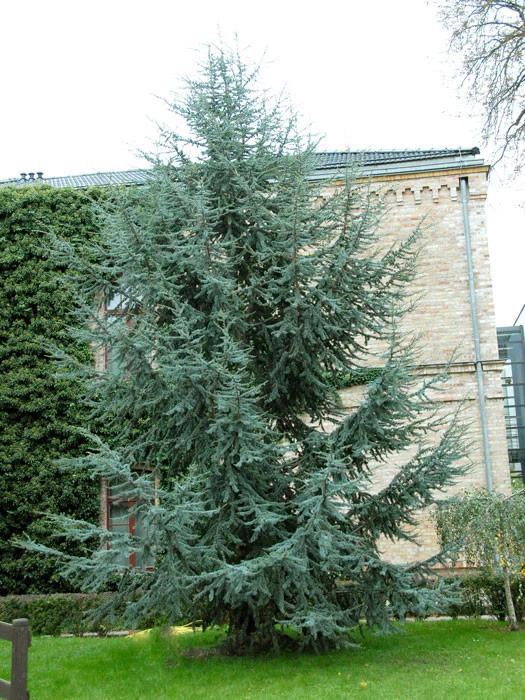 Cedrus Atlantica 'Glauca', Blaue Atlas-Zeder 1 Cedrus Atlantica 'Glauca', Blaue Atlas-Zeder