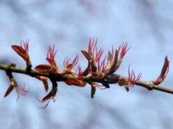 Cercidiphyllum Japonicum, Kuchenbaum -Gartenbedarfs Geschäft bluete kuchenbaum 1280x1280