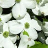 Cornus Florida, Blumen-Hartriegel