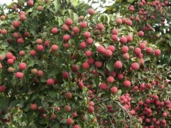 Cornus Kousa Chinensis, Chinesischer Blumenhartriegel -Gartenbedarfs Geschäft blumenhartriegel frucht55599c54e5e89 1280x1280