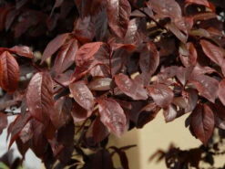 Gartenbedarfs Geschäft -Gartenbedarfs Geschäft blutpflaume blatt 1280x1280