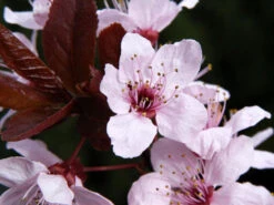 Prunus Cerasifera 'Nigra', Blutpflaume -Gartenbedarfs Geschäft blutpflaume bluete 1280x1280
