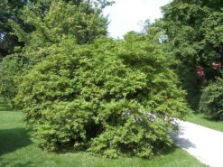 Ligustrum Obtusifolium Regelianum, Flächen-Liguster -Gartenbedarfs Geschäft bodendecker liguster 1280x1280