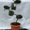 Juniperus Virginiana 'Grey Owl', XXL-Produkt