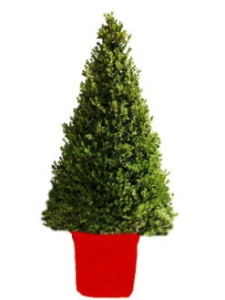 Buchsbaum-Kegel, Buxus -Gartenbedarfs Geschäft buchs kegel1 76867 2 1280x1280