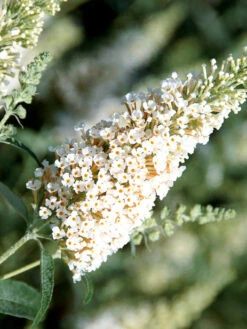 Buddleja Buzz-Hybride 'Ivory', Zwerg-Sommerflieder