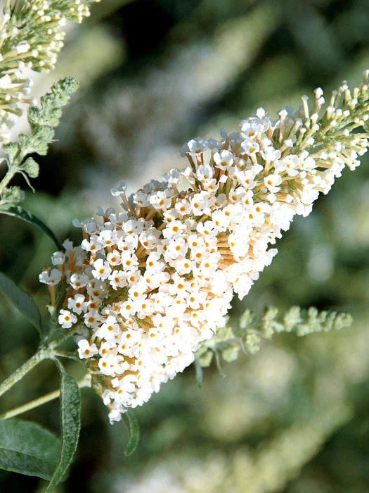 Buddleja Buzz-Hybride 'Ivory', Zwerg-Sommerflieder 1 Buddleja Buzz-Hybride 'Ivory', Zwerg-Sommerflieder