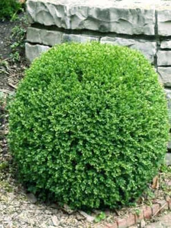 Buchsbaum-Kugel, Buxus -Gartenbedarfs Geschäft bux kugel3 76862 2 1280x1280