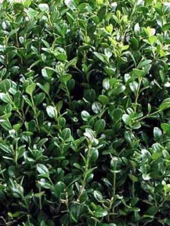 Buchsbaum-Kugel, Buxus -Gartenbedarfs Geschäft buxus k255599bc5e5ca4 1280x1280
