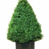 Buchsbaum-Kegel, Buxus