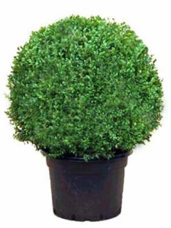 Buchsbaum-Kugel, Buxus -Gartenbedarfs Geschäft buxus kugel ra12 1280x1280