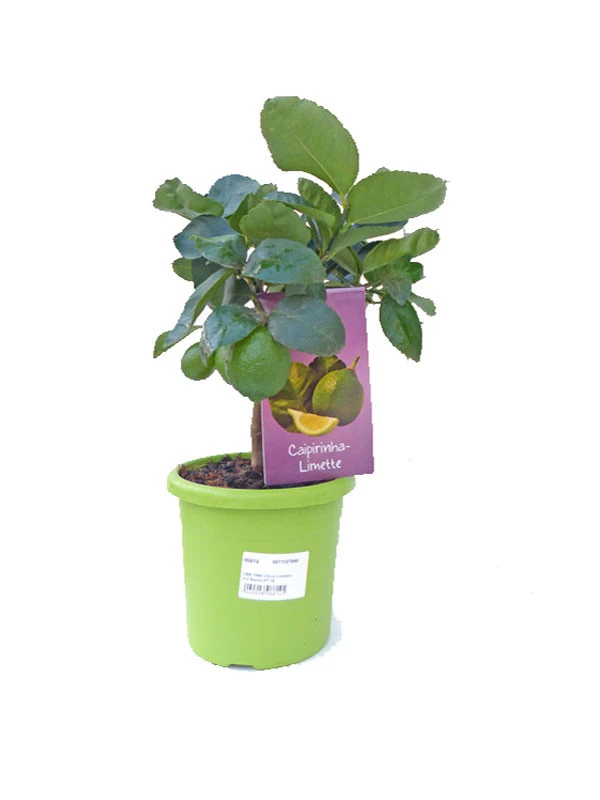Limettenbaum 'Caipirinha-Limette' - Lime Time® 1 Limettenbaum 'Caipirinha-Limette' - Lime Time®