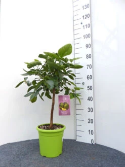 Limettenbaum 'Caipirinha-Limette' - Lime Time® 8 Limettenbaum 'Caipirinha-Limette' - Lime Time® -Gartenbedarfs Geschäft caipirinha limette gross 1 1280x1280