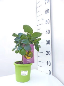 Limettenbaum 'Caipirinha-Limette' - Lime Time® 7 Limettenbaum 'Caipirinha-Limette' - Lime Time® -Gartenbedarfs Geschäft caipirinha limette klein 1 1280x1280