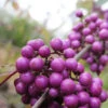 Callicarpa Bodinieri 'Profusion', Liebesperlenstrauch