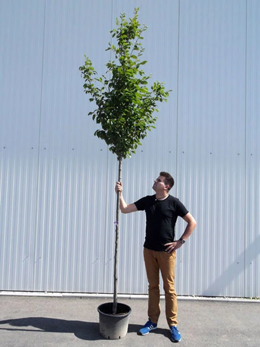 Carpinus Betulus, Hainbuche, Weißbuche - Hochstamm 2 Carpinus Betulus, Hainbuche, Weißbuche - Hochstamm – Bild 2