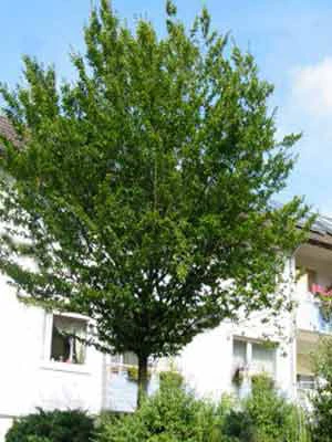 Carpinus Betulus, Hainbuche, Weißbuche - Hochstamm 1 Carpinus Betulus, Hainbuche, Weißbuche - Hochstamm