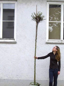 Catalpa Bignonioides Nana, Kugel-Trompetenbaum - Hochstamm -Gartenbedarfs Geschäft catalpa nana hochstamm 1280x1280