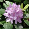 Rhododendron 'Cataw. Grandiflorum' INKARHO®