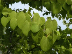 Cercidiphyllum Japonicum, Kuchenbaum -Gartenbedarfs Geschäft cercidiphyllum japonicum bl 1280x1280