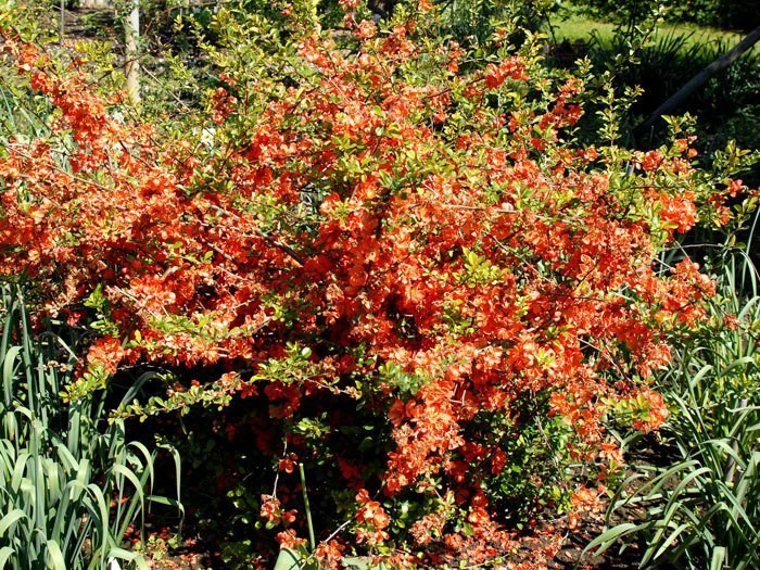 Nordische Zitrone, Essbare Zierquitte 3 Nordische Zitrone, Essbare Zierquitte – Bild 3