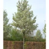 Pyrus Calleryana 'Chanticleer', Chinesische Wildbirne - Hochstamm