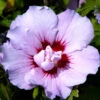 Hibiscus Syriacus 'Souvenir De Charles Breton', Hibiskus