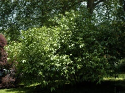 Chimonanthus Praecox, Chinesische Winterblüte -Gartenbedarfs Geschäft chinesische winterbluete st 1280x1280