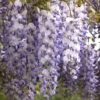 Wisteria Sinensis, Chinesischer Blauregen
