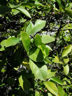 Citrus Limonum, Zitronenpflanze -Gartenbedarfs Geschäft citrus limonum blatt 1280x1280