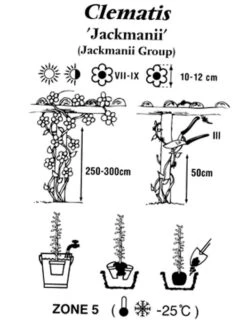 Clematis Jackmanii 5 Clematis Jackmanii -Gartenbedarfs Geschäft clematis jackmanii 1280x1280