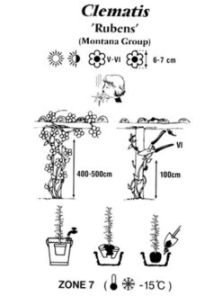 Clematis Montana 'Rubens', Anemonenwaldrebe -Gartenbedarfs Geschäft clematis montana rubens 1280x1280