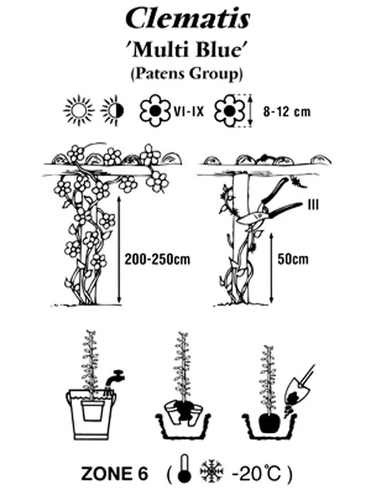 Clematis 'Multi Blue' 2 Clematis 'Multi Blue' – Bild 2