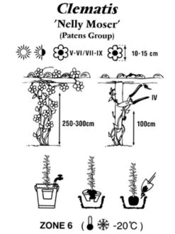 Clematis 'Nelly Moser' 5 Clematis 'Nelly Moser' -Gartenbedarfs Geschäft clematis nelly moser 1280x1280