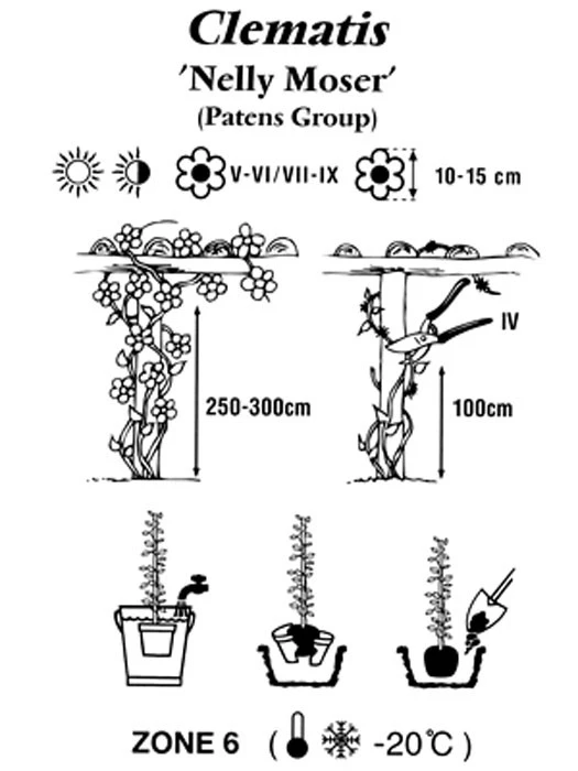 Clematis 'Nelly Moser' 3 Clematis 'Nelly Moser' – Bild 3