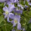 Clematis 'Prince Charles'