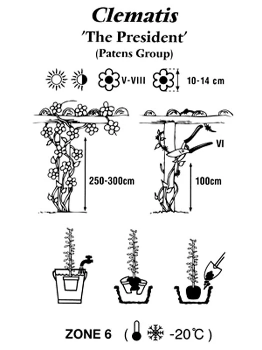 Clematis 'The President' 2 Clematis 'The President' – Bild 2