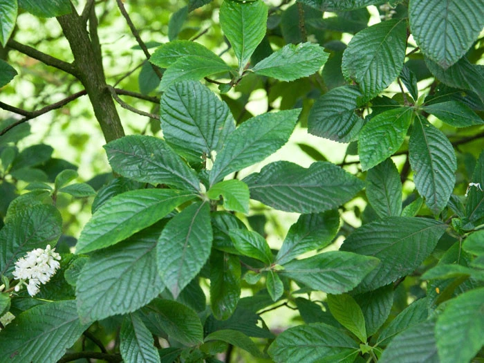Clethra Alnifolia, Zimterle, Scheineller 4 Clethra Alnifolia, Zimterle, Scheineller – Bild 4