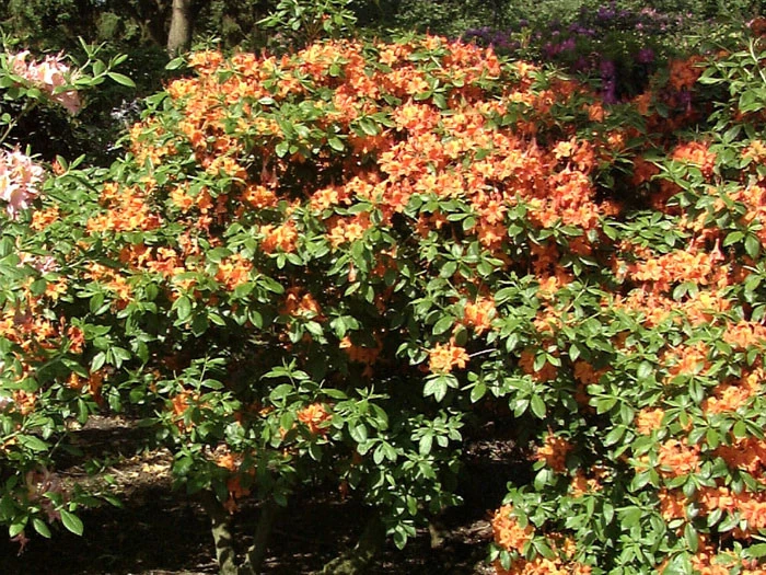 Rhododendron Luteum 'Coccinea Speciosa', Sommergrüne Japanische Gartenazalee 3 Rhododendron Luteum 'Coccinea Speciosa', Sommergrüne Japanische Gartenazalee – Bild 3