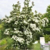 Cornus Kousa 'China Girl', Japanischer Blumenhartriegel