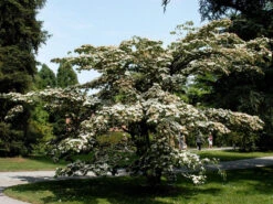 Cornus Kousa, Japanischer Blumenhartriegel -Gartenbedarfs Geschäft cornus kousa 1280x1280