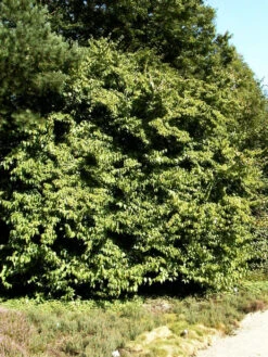 Cornus Officinalis, Japanischer Arzneihartriegel 8 Cornus Officinalis, Japanischer Arzneihartriegel -Gartenbedarfs Geschäft cornus officinalis 1280x1280