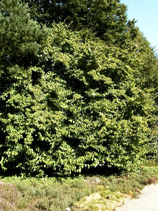 Cornus Officinalis, Japanischer Arzneihartriegel 4 Cornus Officinalis, Japanischer Arzneihartriegel – Bild 4