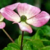 Cornus Kousa 'Satomi', Japanischer Blumenhartriegel