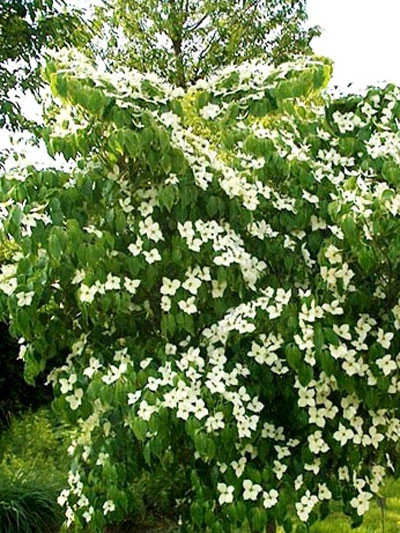 Cornus Kousa 'Madame Butterfly', Japanischer Blumenhartriegel – Bild 2