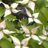 Cornus Kousa 'Madame Butterfly', Japanischer Blumenhartriegel